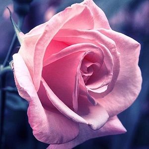 Meet your Posher, Ethan